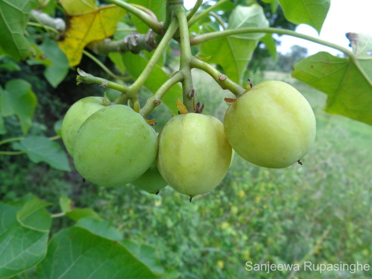 Jatropha curcas L.